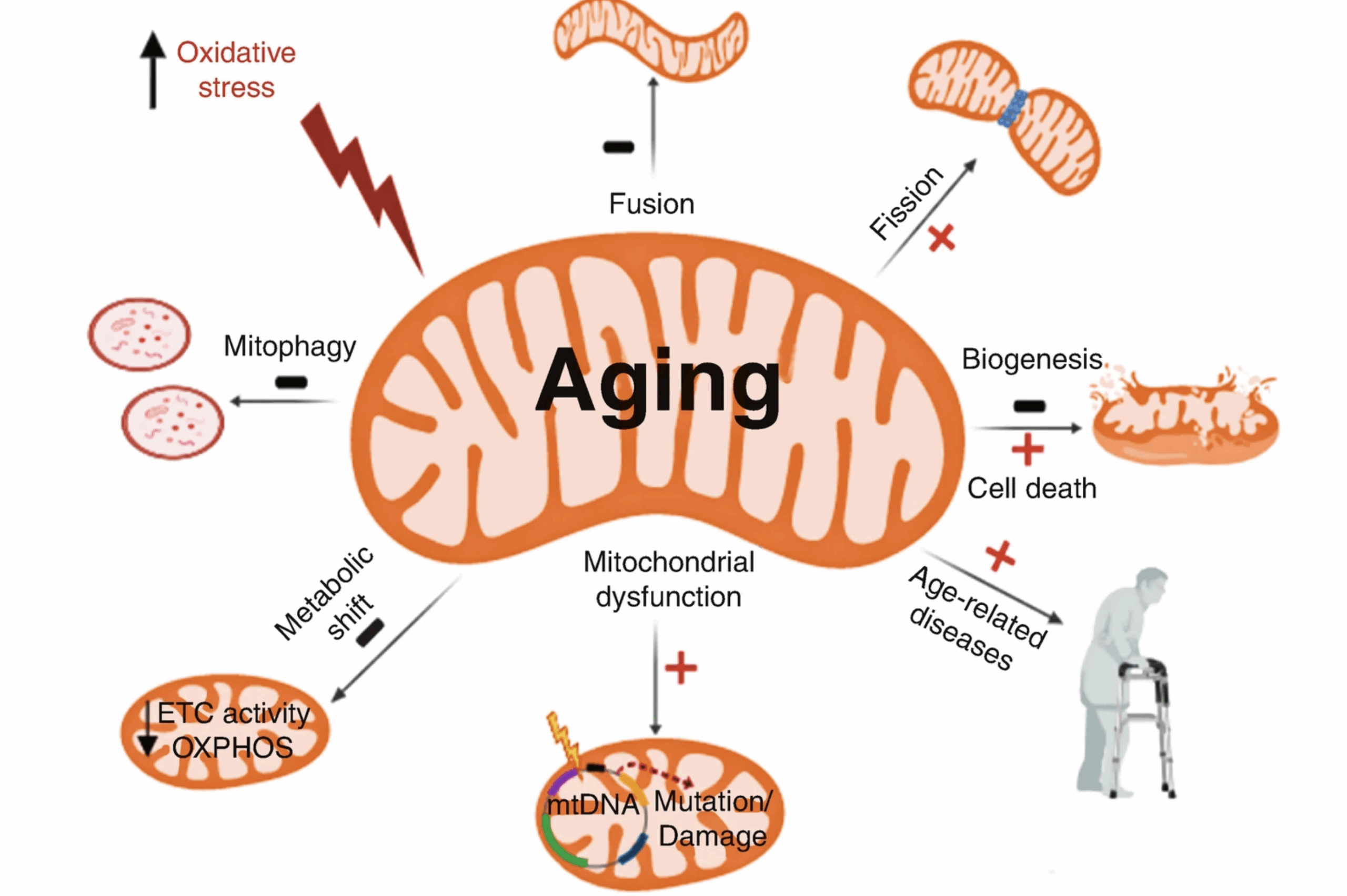 La muerte de la muerte. Nr 198. Octubre de 2025. Las mitocondrias